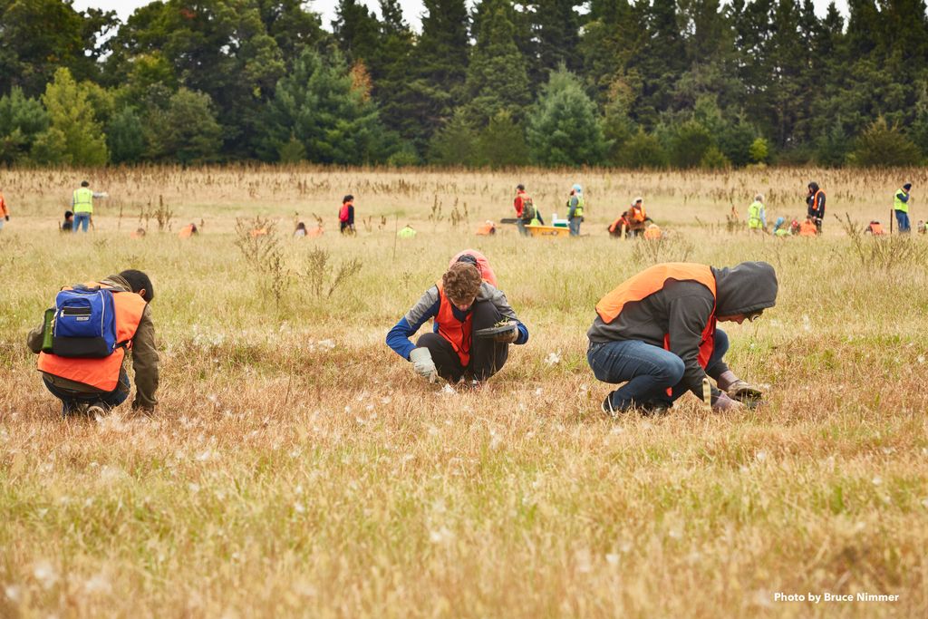 Volunteers managing native prairie habitat at Carlos Avery WMA.